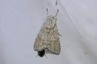 Acronicta aceris