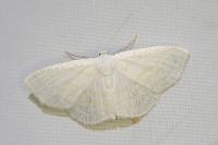 Scopula caricaria