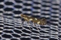 Calybites phasianipennella