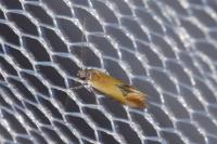 Batia lunaris
