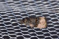 Metendothenia atropunctana