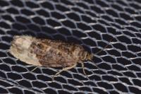 Hedya nubiferana