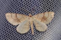 Adactylotis contaminaria