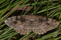 Alcis repandata