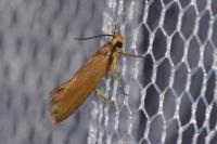 Crassa unitella