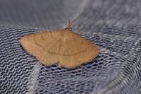 Paracolax tristalis