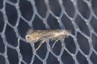Phyllonorycter harrisella