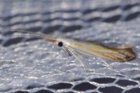 Coleophora