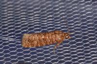Lozotaeniodes formosana