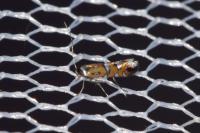 Phyllonorycter lautella