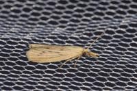 Ematheudes punctella