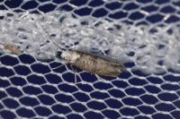 Paraswammerdamia albicapitella
