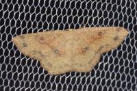 Cyclophora porata