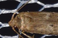 Blastobasis phycidella