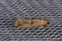 Pempelia genistella