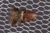 Acrobasis marmorea