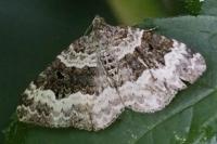 Epirrhoe alternata