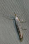 Coleophora ibipennella