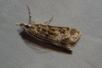 Eudonia mercurella