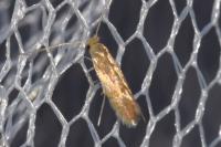 Phyllonorycter quercifoliella