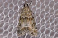 Eudonia mercurella