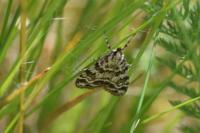Scoparia