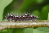 Sphrageidus similis