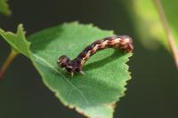 Erannis defoliaria