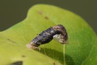 Coleophora ibipennella