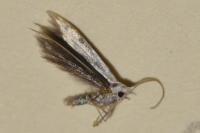 Coleophora ibipennella