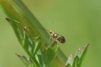 Micropterix aruncella