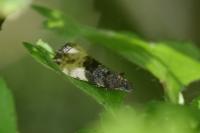 Hedya nubiferana