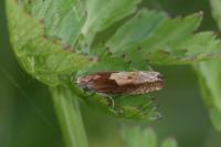Eucosma