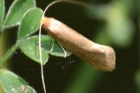 Nematopogon swammerdamella