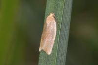 Clepsis unicolorana