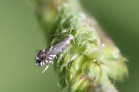 Glyphipterix simpliciella