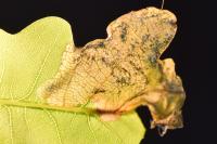 Dyseriocrania subpurpurella