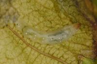 Dyseriocrania subpurpurella