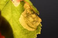 Eriocrania semipurpurella