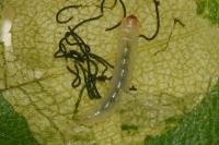 Eriocrania semipurpurella
