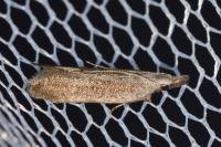 Anarsia spartiella