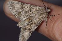 Acronicta megacephala