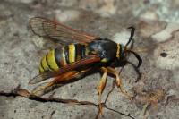 Sesia bembeciformis