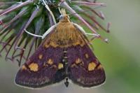 Pyrausta aurata