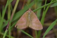 Lythria purpuraria