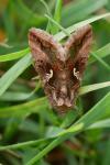 Autographa gamma