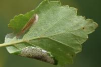 Parornix betulae