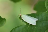 Tortrix viridana