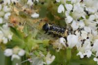 Depressaria daucella