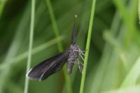 Odezia atrata